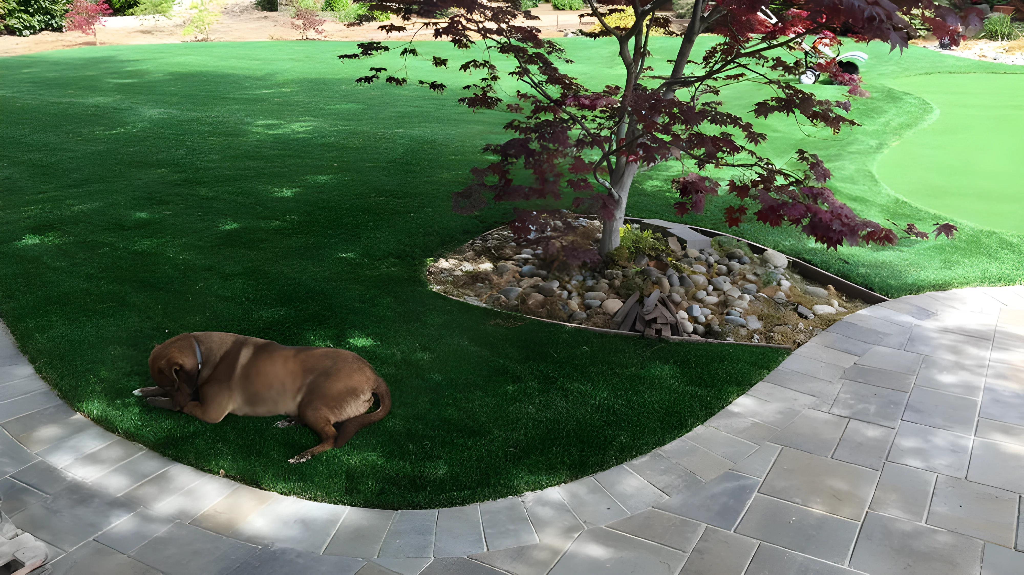 Pet-friendly waterless lawn